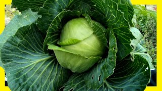 Weißkohl Kraut erfolgreich im Garten anbauen  Von der Aussaat bis zur Ernte  Kabis Kohl Kappes [upl. by Ecirbaf586]