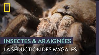 Comment une mygale séduitelle lêtre désiré [upl. by Horton]