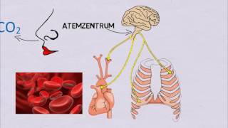 Was passiert beim Hyperventilieren [upl. by Aicened]