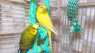 Help Lonely Budgies to Chirp Nature Parakeets Bird Sound 12 Hr [upl. by Troxell]