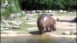 Hippo Farts and blows everyone away [upl. by Einalam821]