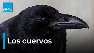 El CUERVO una especie de AVE llena de SABIDURÍA [upl. by Enylekcaj245]