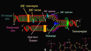 Лидирующая и отстающая цепи при репликации ДНК видео 8  ДНК Молекулярная генетика  Биология [upl. by Khalsa833]