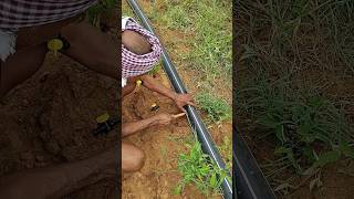 Tap fitting mirchi agriculture forming shortvideo shorts [upl. by Kcolttam992]