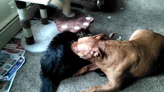 Maine coon cat attacks 80 lb Pit bull [upl. by Annaitat441]