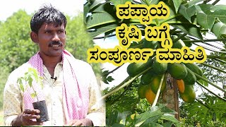 Papaya farming Guide How to grow Papaya  Vijay Karnataka [upl. by Onfre]