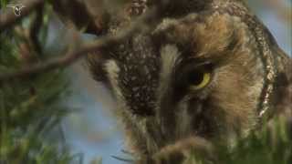 Longeared Owl closeup [upl. by Bonina771]