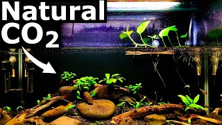 Natural CO2 in the Low Tech Planted Aquarium  Aquarium Science [upl. by Arvad364]