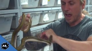 Man Lets Snakes Bite Just For Fun SnakeBytesTV [upl. by Durkin]