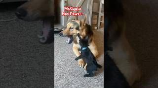 A Hashira in training😂 cats dogs gsd husky playing viralvideo [upl. by Caressa353]