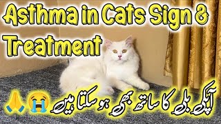 Asthama in Cats😭 Causes amp Treatment of Asthma in Cats😭  How to treat cat in asthama attack [upl. by Carmen372]