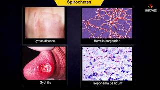 spirochetes microbiology  Animation [upl. by Hellman]