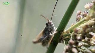 Oberflächenangeln auf Forelle  Tipp für den Forellensee [upl. by Ainomar670]