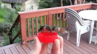 HandFeeding Hummingbirds [upl. by Joacimah775]