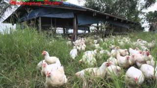 OrganicNatural Farming FreerangePastured Chicken [upl. by Howey]