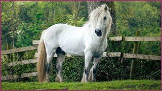 Beautiful Stallions Around the World  A Relaxing Video for Horse Lovers [upl. by Llenel]