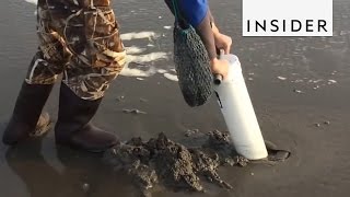 How To Catch Fresh Razor Clams [upl. by Trellas]