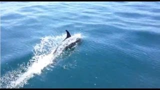 School of Dolphins jumping and playing in Sea of Cortez [upl. by Xad]