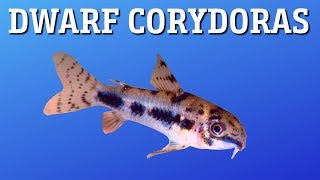 Corydoras Habrosus Care [upl. by Garrot934]