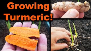 Growing Turmeric In 2020  Part 1 of 2 [upl. by Fedora265]