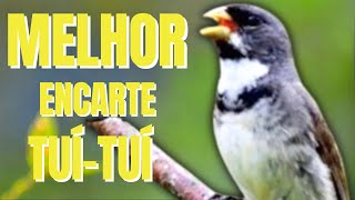 🔴MELHOR TUI TUI PARA ENCARTE🔴🔴 TURBINE SEU PARDO 🔴 [upl. by Endaira472]