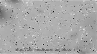 Bacteria motility2  Tumbling  Listeria monocytogenes [upl. by Vanderhoek]