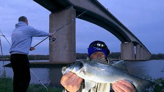 Estuary Bass Fishing On The River Orwell  Sea Fishing UK [upl. by Mallon]