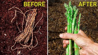 How to Grow Asparagus Complete Growing Guide [upl. by Lyrad]