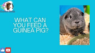 What can my guinea pig eat Porridge oats [upl. by Jude662]