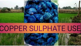 How to use  Neela thotha  Copper Sulphate in Gardening💎💎💎 [upl. by Enenaj]