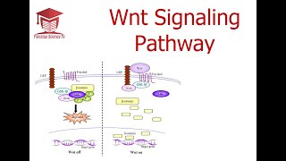 Wnt Signalling pathway [upl. by Rasla783]