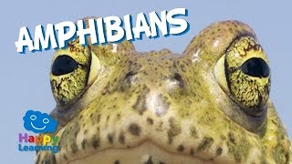 Amphibians  Educational Video for Kids [upl. by Annaeg]