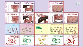 Digestión química [upl. by Brookhouse]