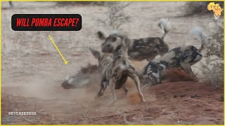 WILD DOGS digging out a WARTHOG  RARE SIGHTING [upl. by Orecul656]