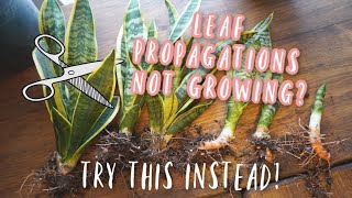 Snake Plant Propagation  This Method works BETTER and FASTER than Leaf Cuttings [upl. by Darya]