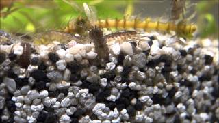 Asellus aquaticus female with eggs waterlouse aquatic sowbug sharp closeup [upl. by Eened]