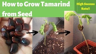 How to Grow Tamarind from Seed Germinating Tamarind Seeds [upl. by Yelnek]