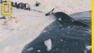 Experience a Traditional Whale Hunt in Northern Alaska  Short Film Showcase [upl. by Ydarb]