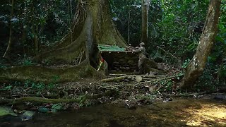 Full Video 300 days of Bushwalking Survive in the rainforest Build bushcraft shield [upl. by Euqinomad]