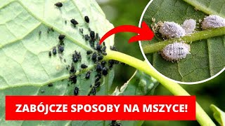 5 NATURALNYCH sposobów na MSZYCE  płyn do naczyń cytryna aspiryna olejek czosnek [upl. by Judenberg]