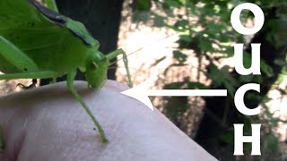 Katydids are Carnivores  bites Great Trinity Forest 1 [upl. by Aizti]