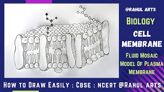 How to Draw Cell Membrane  Fluid mosaic Model Of Plasma Membrane in easy steps  Ncert CBSE Biology [upl. by Lladnik415]