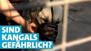 KangalHunde  Wie gefährlich sind die Hirtenhunde [upl. by Hametaf]