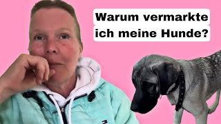 Wie kannst du nur deine Hunde vermarkten Reaktion auf Eure Kommentare Kangal Welpen [upl. by Ahsinra]