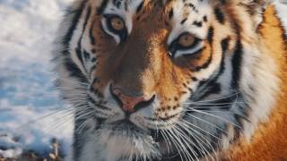 Amur Tiger The biggest Cat in the world [upl. by Anehta802]