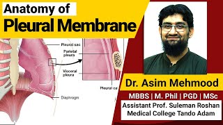 Anatomy of Pleural Membrane and Space  Hindi  Urdu [upl. by Anderson704]