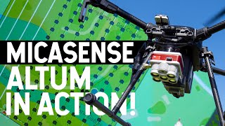 MICASENSE ALTUM IN ACTION MultiSpectral Camera on a Drone [upl. by Adoc]