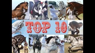 Best horse dance in pakistan Top 10 [upl. by Benge]