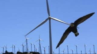 British birdwatchers witness rare swift fly into wind turbine [upl. by Vanny]