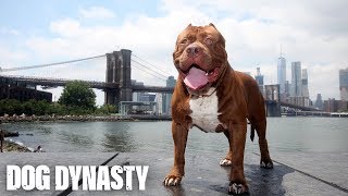 Hulk The Pit Bull Takes Over New York  DOG DYNASTY [upl. by Vick]